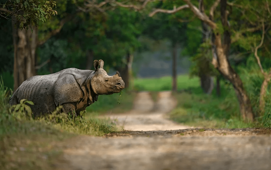 Backpack North East India Rhino in Assam