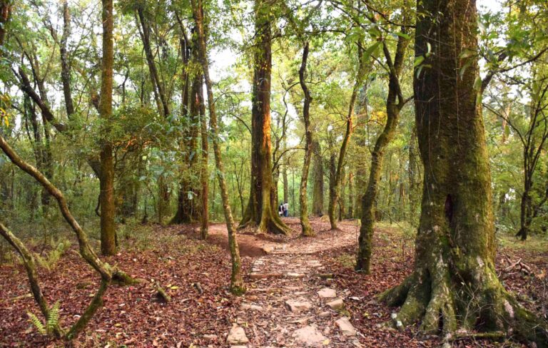 Sacred-Forest-Walks