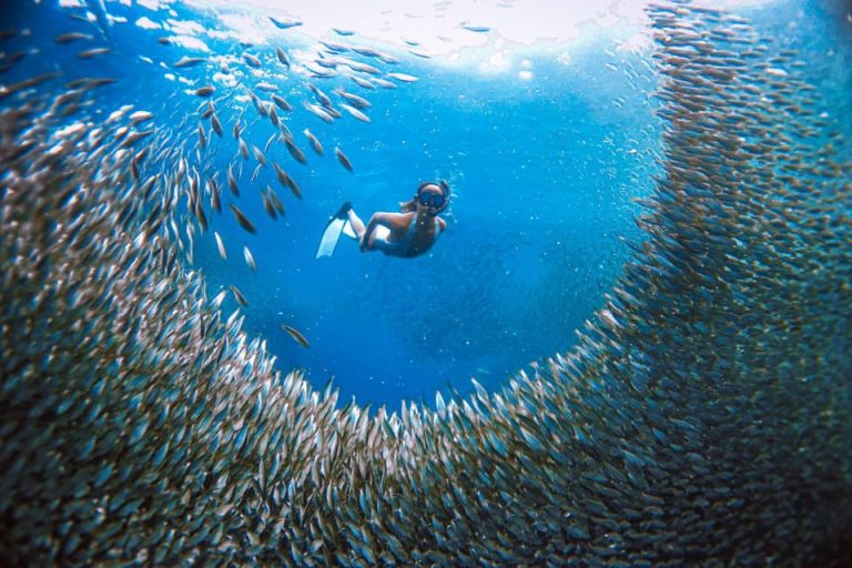 Sardine run snorkeling