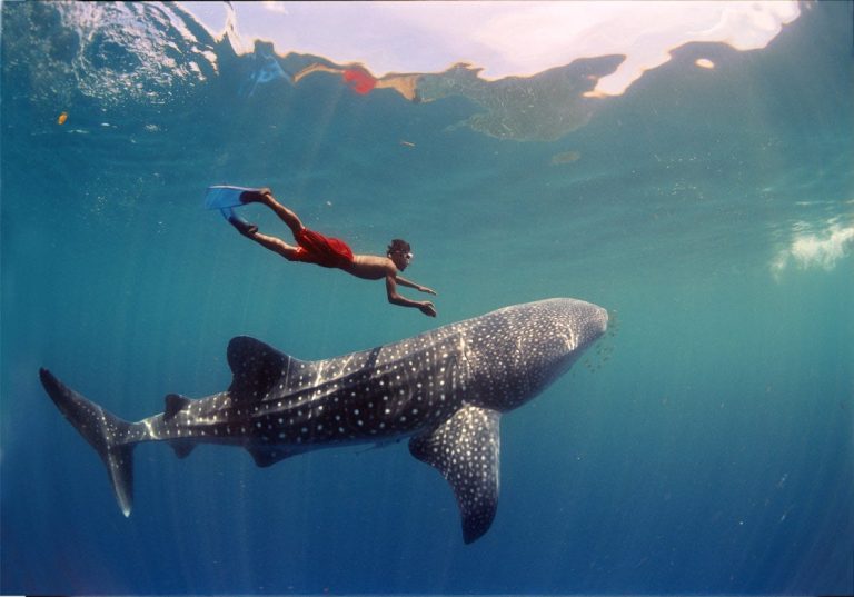 Swimming with Whale Sharks